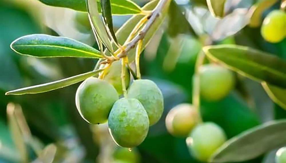 olive